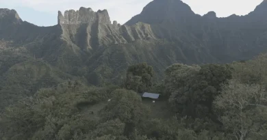 Sur les hauts plateaux de Tahiti, des passionnés essaient de sauver des espèces rares en danger