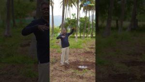 Systèmes de formation et taille pour la culture de l'avocat