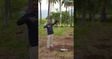 Systèmes de formation et taille pour la culture de l'avocat