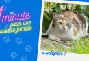 Tokyo, magnifique chatte de 8 ans, est à adopter à la SPA de Besançon - ICI