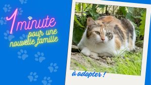 Tokyo, magnifique chatte de 8 ans, est à adopter à la SPA de Besançon - ICI