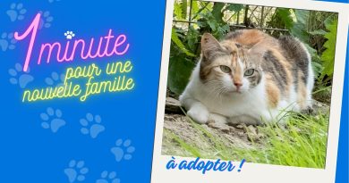 Tokyo, magnifique chatte de 8 ans, est à adopter à la SPA de Besançon - ICI