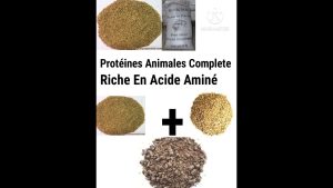 Top Sources de Protéines pour Poulets : Guide Pratique