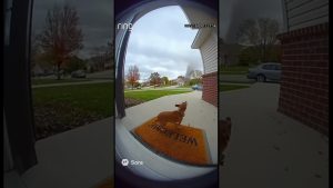 Tornade emporte un petit chien