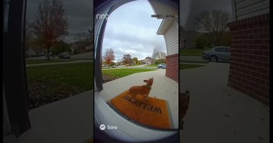 Tornade emporte un petit chien