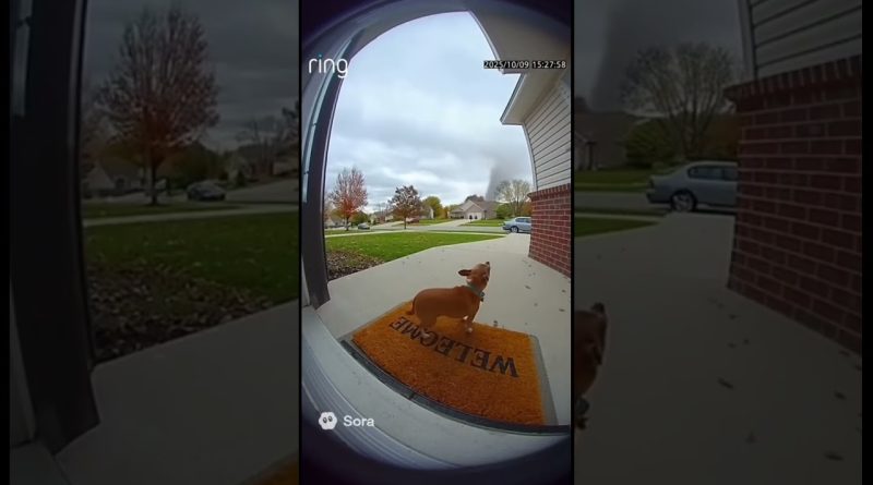 Tornade emporte un petit chien