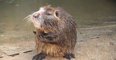 illustration agrandir l