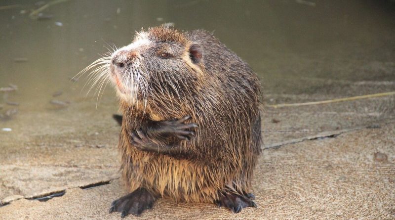 illustration agrandir l