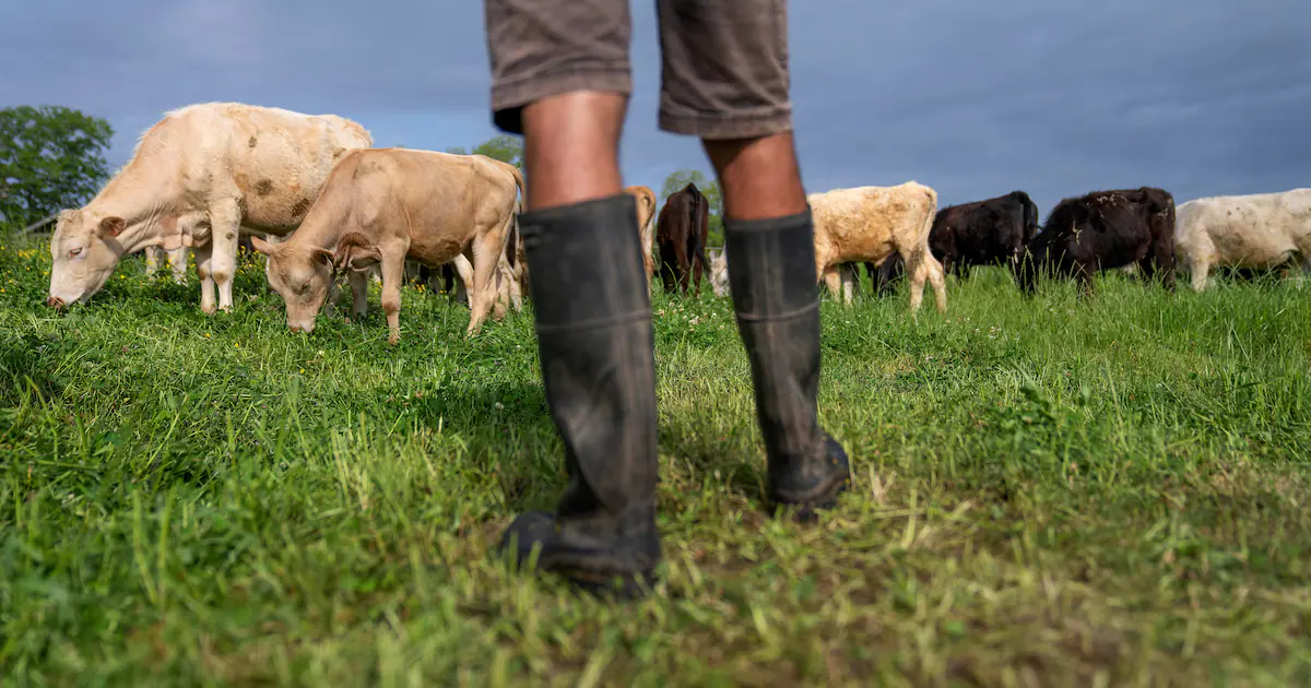 États-Unis : « Tentatives de manipulation du marché » — Trump face à la hausse du prix du bœuf