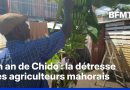 Un an après le cyclone Chido, les agriculteurs font face à une crise persistante
