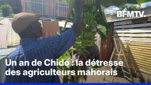 Un an après le cyclone Chido, les agriculteurs font face à une crise persistante