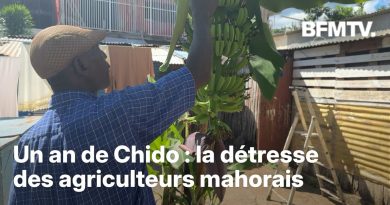 Un an après le cyclone Chido, les agriculteurs font face à une crise persistante