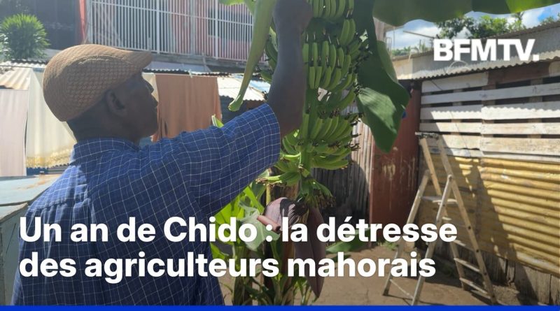 Un an après le cyclone Chido, les agriculteurs font face à une crise persistante
