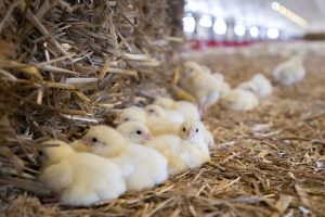 Un bâtiment agricole prend feu, 2000 poussins et poulets meurent brûlés dans l'incendie malgré l'intervention rapide des pompiers
