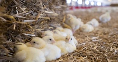 Un bâtiment agricole prend feu, 2000 poussins et poulets meurent brûlés dans l'incendie malgré l'intervention rapide des pompiers