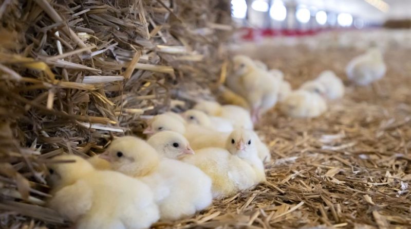 Un bâtiment agricole prend feu, 2000 poussins et poulets meurent brûlés dans l'incendie malgré l'intervention rapide des pompiers