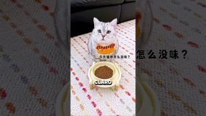 Un chat en surpoids : son propriétaire opte pour de la nourriture factice