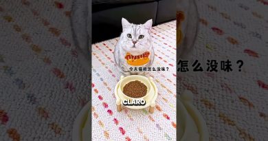 Un chat en surpoids : son propriétaire opte pour de la nourriture factice