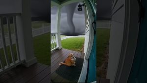 Un chaton adorable emporté par une tornade