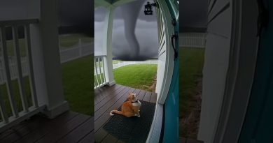 Un chaton adorable emporté par une tornade