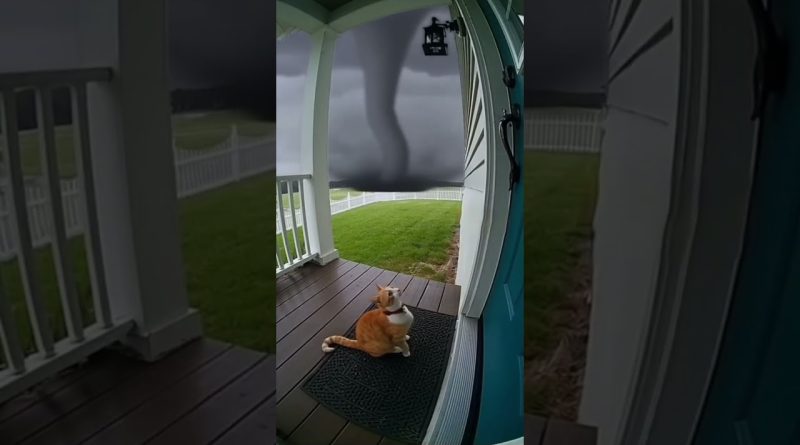 Un chaton adorable emporté par une tornade