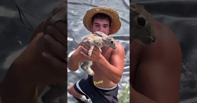 Un homme choqué par 7 lapins piégés dans une mare abandonnée !