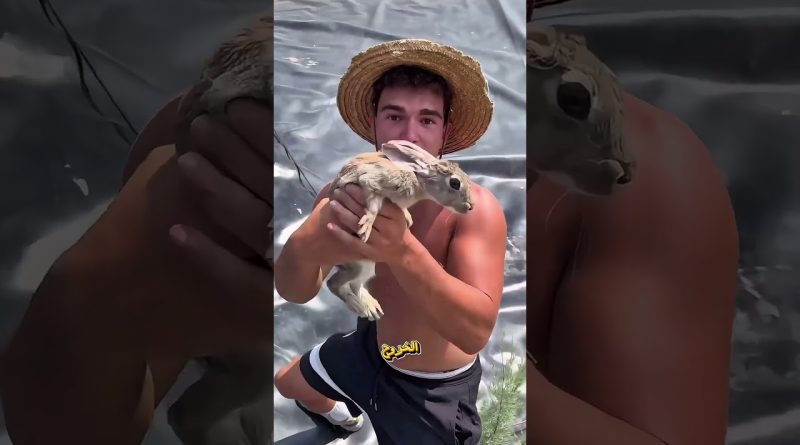 Un homme choqué par 7 lapins piégés dans une mare abandonnée !