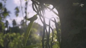 La vanille de Tahiti bientôt protégée par un label ? Les acteurs du secteur sont appelés à donner leur avis
