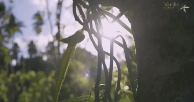 La vanille de Tahiti bientôt protégée par un label ? Les acteurs du secteur sont appelés à donner leur avis