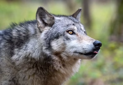 Un pays européen prévoit de réautoriser la chasse au loup dès 2026