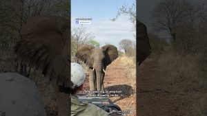 Une prise incroyable ! 👏🏼🪨🐘