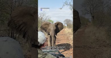 Une prise incroyable ! 👏🏼🪨🐘