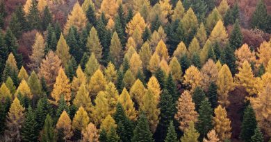 Une technologie aérienne pour mieux comprendre les forêts suisses | RTS