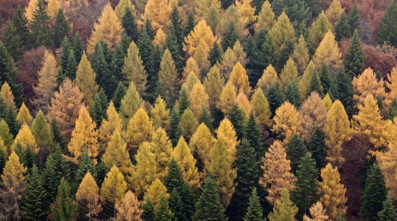 Une technologie aérienne pour mieux comprendre les forêts suisses | RTS