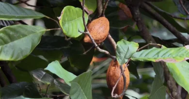 VIDEO. Fêtes de fin d'année : immersion chez un artisan chocolatier martiniquais