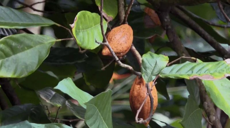 VIDEO. Fêtes de fin d'année : immersion chez un artisan chocolatier martiniquais