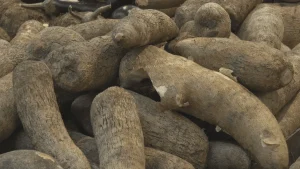 VIDEO. Pénuries d'ignames en Martinique : les distributeurs contraints d'importer