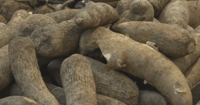 VIDEO. Pénuries d'ignames en Martinique : les distributeurs contraints d'importer