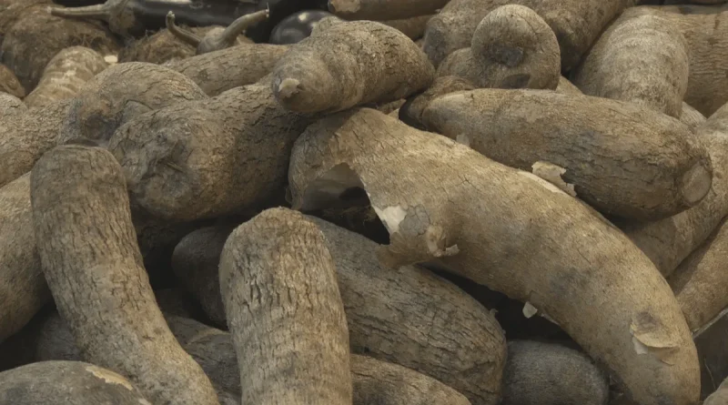 VIDEO. Pénuries d'ignames en Martinique : les distributeurs contraints d'importer
