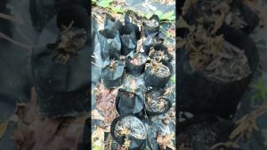 Vague de chaleur : des framboisiers en souffrance