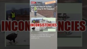 Vérification : La vidéo de deux aigles chauves est fausse