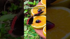 Vérité ou Fable ? Les papillons goûtent-ils avec leurs pattes ?