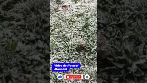 Villeneuve-d’Ascq sous la neige : scènes étonnantes ce matin !