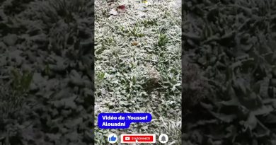 Villeneuve-d’Ascq sous la neige : scènes étonnantes ce matin !