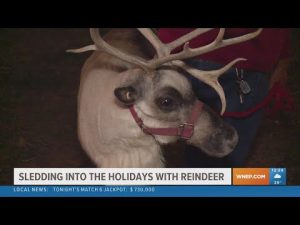 Visites des rennes de Spruce Ridge avant Noël