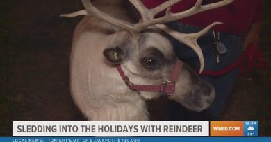 Visites des rennes de Spruce Ridge avant Noël