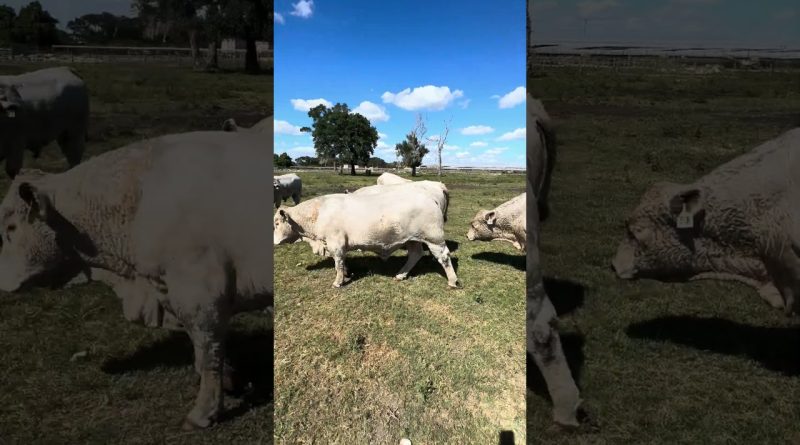 Voitures Autonomes : L'Avenir de la Conduite