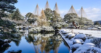 Yukizuri : une technique esthétique de préservation des arbres en hiver