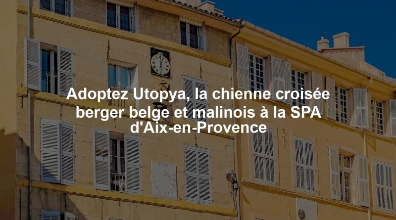 Adoptez Utopya, la chienne croisée berger belge et malinois à la SPA d'Aix-en-Provence
