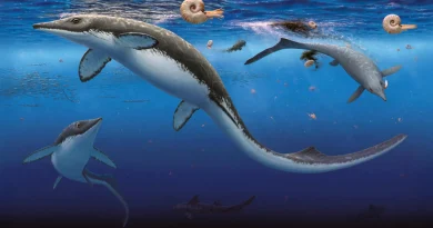 La pire extinction de la Terre a été suivie d'un retour rapide des océans